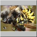 Vespula germanica - Deutsche Wespe - Wespe frisst Hummel 01a.jpg